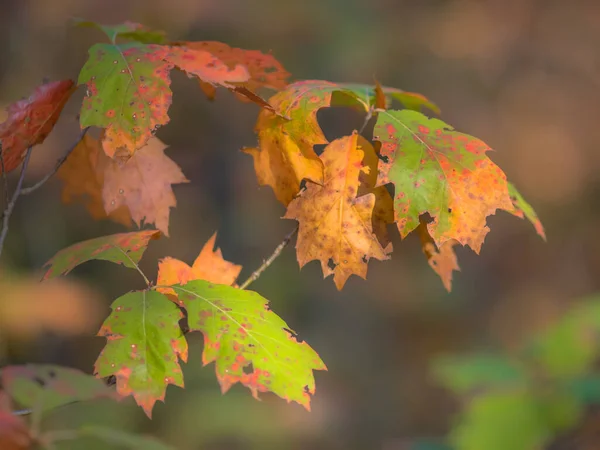 美洲橡木 Quercus Rubra 的叶子呈现明亮的绿色 红色和橙色 — 图库照片