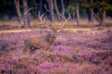 Hollanda 'nın Hoge Veluwe kentinde çiftleşme mevsiminde (Cervus elaphus) erkek kızıl geyik