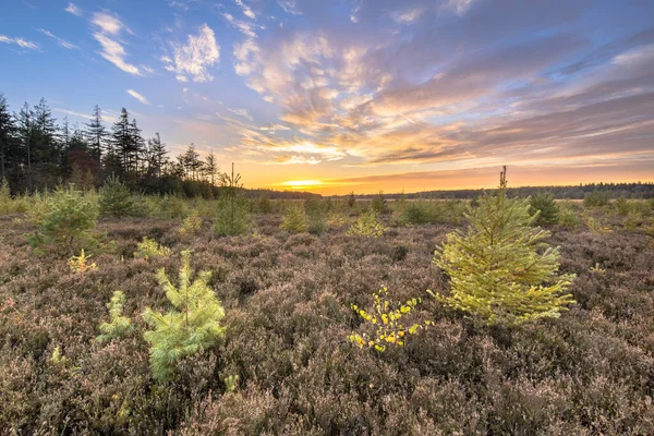 Bruyère Avec Des Mélèzes Couleur Vive Larix Decidua Sous Ciel — Photo