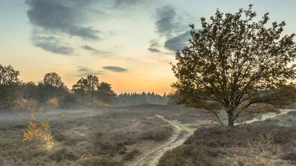 Vandringsled Genom Hedmarken Kväll November Höstfärgat Ljus Gasteren Drenthe Nederländerna — Stockfoto
