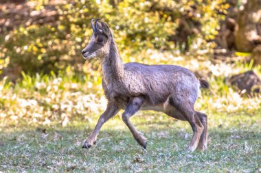 Pyrenean Chamois (Rupicapra rupicapra), Avrupa 'da Avrupa' da Alpler, Pireneler, Karpatlar, Tatra Dağları, Balkanlar, Rila - Rodoplar, Türkiye 'nin bazı bölgeleri ve Kafkasya' da yetişen bir antilop türüdür.
