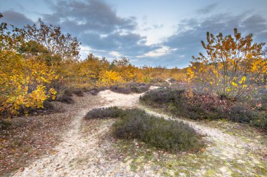 Kasım ayının bir akşamında, sarı sonbahar renklerinde, Heathland 'de bir patika. Gasteren, Drenthe, Hollanda