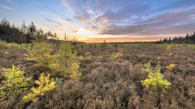 Parlak renkli tarlakuşu (Larix desidua) olan Heathland manzarası günbatımında canlı mavi bulutlu gökyüzü altında ağaçlar, Drenthe, Hollanda