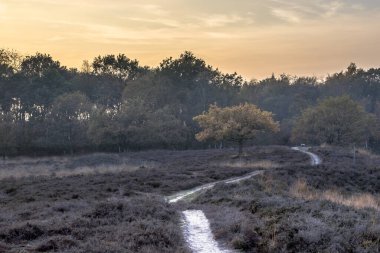 Kasım ayının bir akşamında sonbahar ışığı altında Heathland 'de yürüyüş yapmak. Gasteren, Drenthe, Hollanda