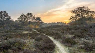 Kasım ayının bir akşamında sonbahar ışığı altında Heathland 'de yürüyüş yapmak. Gasteren, Drenthe, Hollanda