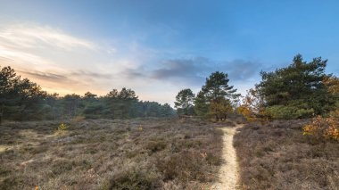 Kasım ayının bir akşamında sonbahar ışığı altında Heathland 'de yürüyüş yapmak. Gasteren, Drenthe, Hollanda