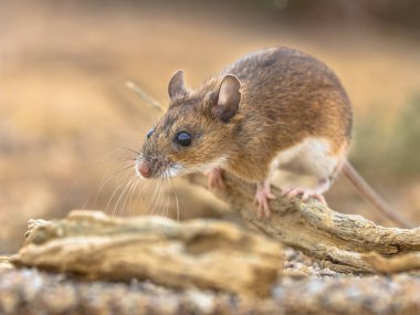 Sarı boyunlu fare (Apodemus flavicollis) çubuğun üzerinde oturuyor ve doğal kumlu habitat arka planında kameraya bakıyor