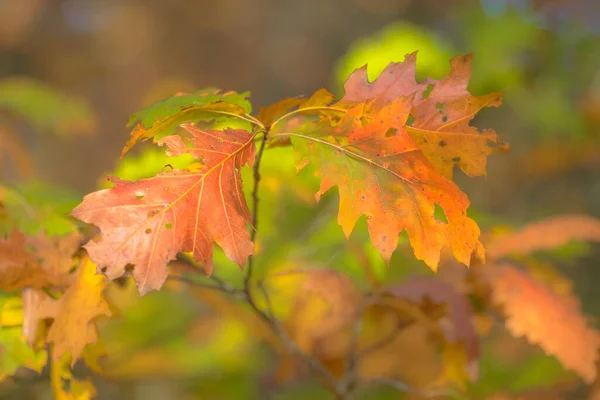 Φύλλα Βελανιδιάς Quercus Rubra Έντονο Πράσινο Καφέ Κόκκινο Και Πορτοκαλί — Φωτογραφία Αρχείου