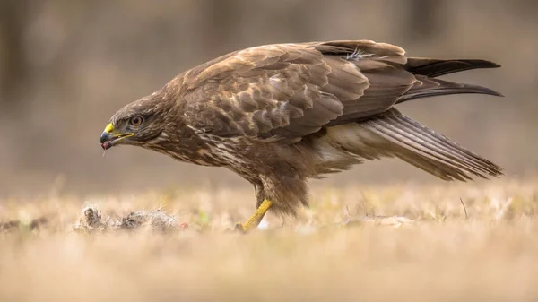 European Common Buzzard Buteo Buteo Eating Fresh Caught Prey Kiskunsagi — Stock Photo, Image