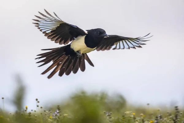 Pie Eurasienne Pica Pica Vol Vers Caméra Dans Les Pyrénées — Photo