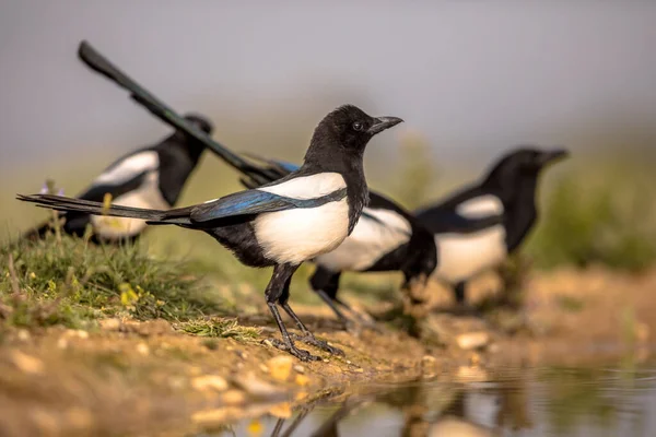 Eurasian Magpie Pica Pica Gruppo Giardino Bere Stagno Pirenei Spagnoli — Foto Stock