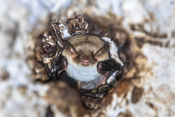 Murciélago Dedos Largos Myotis Capaccinii Descansando Techo Piedra Del Túnel — Foto de Stock