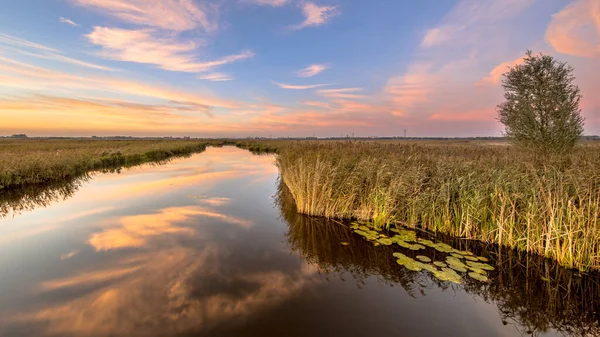 美しい夕日の下で浮遊睡蓮の植物と湿地を通って川 フローニンゲン オランダ — ストック写真