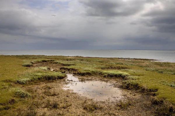 Salth Marsh Cloudy Conditions Frisian Island Ameland — Stock Photo, Image