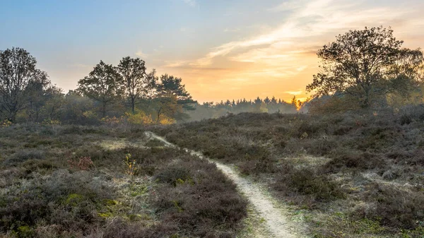 Spaziergang Durch Die Heide Einem Novemberabend Herbstlicht Gasteren Drenthe Niederlande — Stockfoto