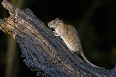 Hollanda 'nın doğal ortamında gece vakti bir sandık üzerinde kahverengi fare (Rattus norvegicus)