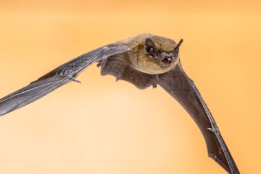 Uçan Pipistrelle yarasası (Pipistrellus pipistrellus) kahverengi arka planda avlanan hayvanın aksiyon çekimi. Bu tür, Avrupa ve Asya 'nın kentsel bölgelerinde tünediği ve yaşadığı bilinmektedir..