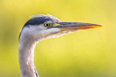 Gri balıkçıl (Ardea cinerea) yeşil arka planda Flanders Belçika 'nın bataklıklarında yiyecek arayan kuş portresi