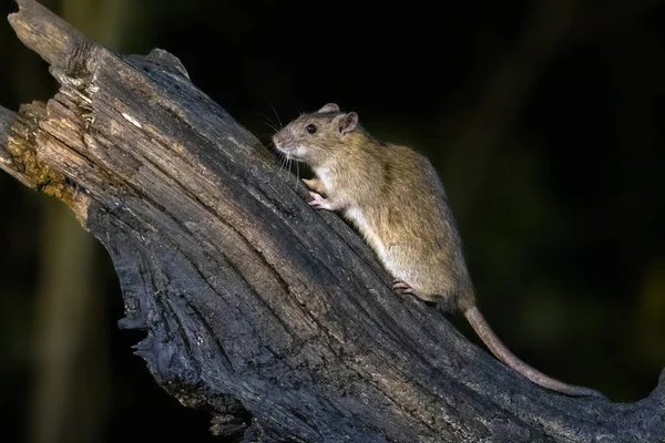Hollanda 'nın doğal ortamında gece vakti bir sandık üzerinde kahverengi fare (Rattus norvegicus)