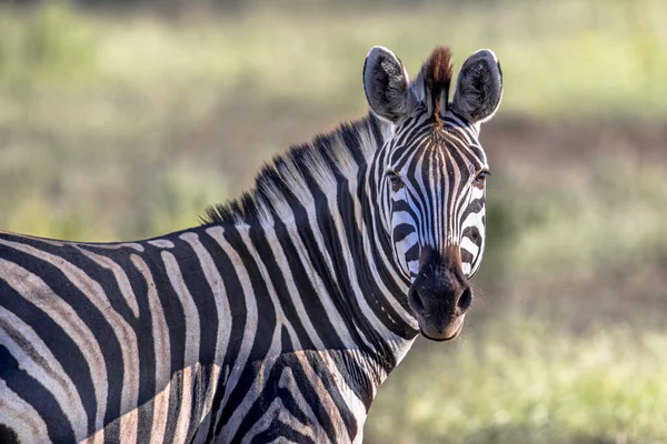 Zebra Comum Equus Quagga Olhando Para Câmera Savana Arbustiva Parque — Fotografia de Stock