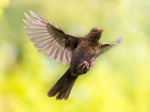 Vogel Vlucht Zwarte Merel Turdus Merula Vlak Voor Landing Met — Stockfoto