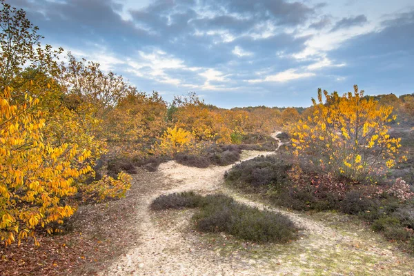Kasım ayının bir akşamında, sarı sonbahar renklerinde, Heathland 'de bir patika. Gasteren, Drenthe, Hollanda