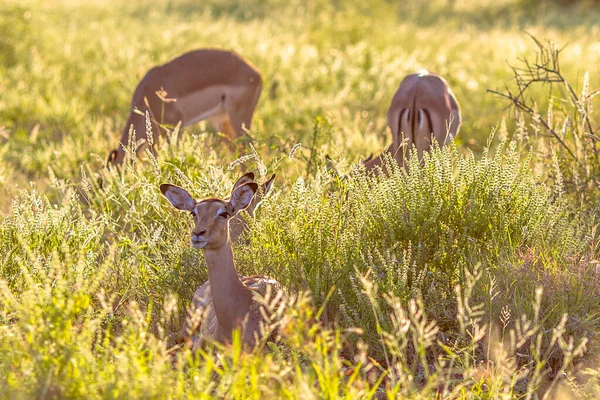 Impala (Aepyceros melampus) Güney Afrika 'daki Kruger Ulusal Parkı' ndaki savananın çimlerinde sabahın erken saatlerinde dinleniyor.