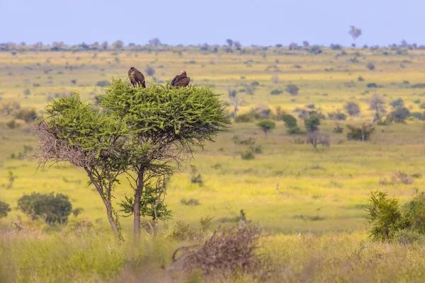 Two Lappet-faced vultures (Torgos tracheliotus) with pink head resting in tree on savanna in Kruger national park South Africa