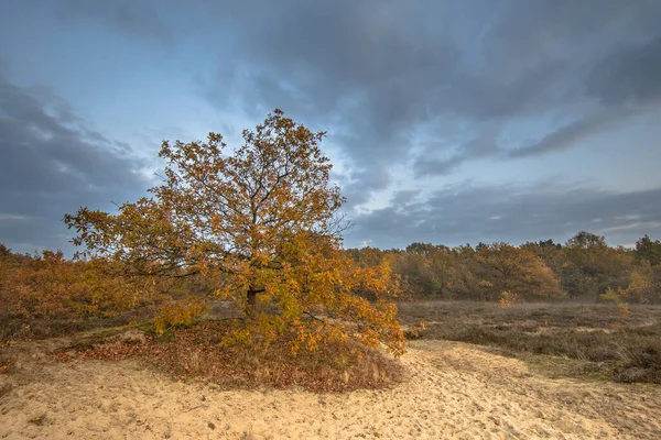 Ensamt Träd Med Gult Lövverk Hedmarken Kväll November Höstens Ljus — Stockfoto