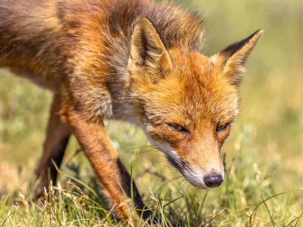 Retrato Zorro Rojo Vulpes Vulpes Con Fondo Verde Brillante Este — Foto de Stock