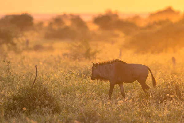 Güney Afrika 'daki Kruger Ulusal Parkı' ndaki ünlü S100 yolundan geçen Mavi Antilop veya Brindled Gnu (Connochaetes taurinus) ile Orange Sabah Işığı ile aydınlatılan Savanna çalısı.