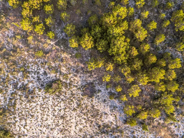 Fransa, Occitania, Ganj yakınlarındaki Cevennes 'te seyrek bitki örtüsü.