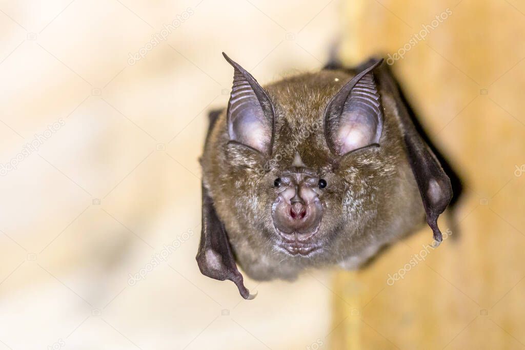 greater horseshoe bat (Rhinolophus ferrumequinum) occurs in Europe, Northern Africa, Central Asia and Eastern Asia. It is the largest of the horseshoe bats in Europe and is thus easily distinguished from other species.