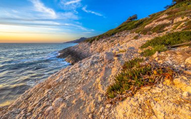 Cap Corse, Corsica, Fransa 'nın kayalık kıyı şeridinde kıyı bitkileri