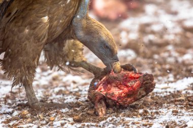 Griffon akbabası (Gyps fulvus) İspanyol Pireneleri, Katalonya, İspanya, Nisan 'da karlı kış koşullarında avlanarak beslenir. Yırtıcı kuş familyasından Accipitridae familyasından büyük bir Eski Dünya akbabası. Avrasya Griffonu olarak da bilinir..
