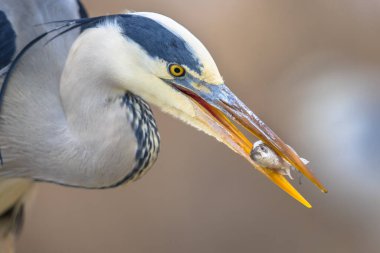 Gri balıkçıl (Ardea cinerea) portresi Csaj Gölü, Kiskunsagi Ulusal Parkı, Pusztaszer, Macaristan 'da balık yakalıyor. Şubat. Çoğunlukla su canlılarıyla beslenir..