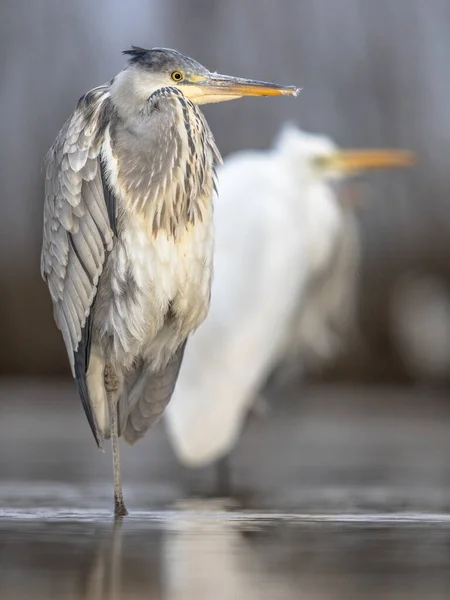 灰鲱鱼 Ardea Cinerea 和大白鹭 Ardea Alba 在匈牙利普斯策的基孔萨基国家公园的Csaj湖狩猎 牠们主要以水生动物为食 牠们在水边或水中停留后会捕捉到水生动物 — 图库照片