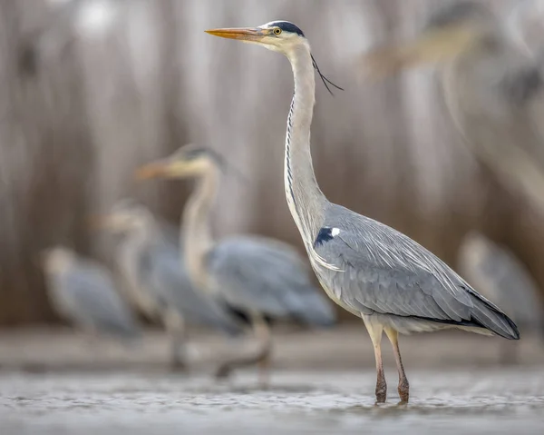 Garza Gris Ardea Cinerea Grupo Caza Lago Csaj Parque Nacional — Foto de Stock