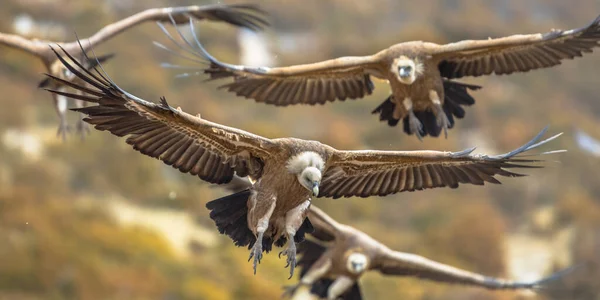 Griffon Gamar Gyps Fulvus Grupp Flyger Dimmiga Förhållanden Spanska Pyrenéerna — Stockfoto