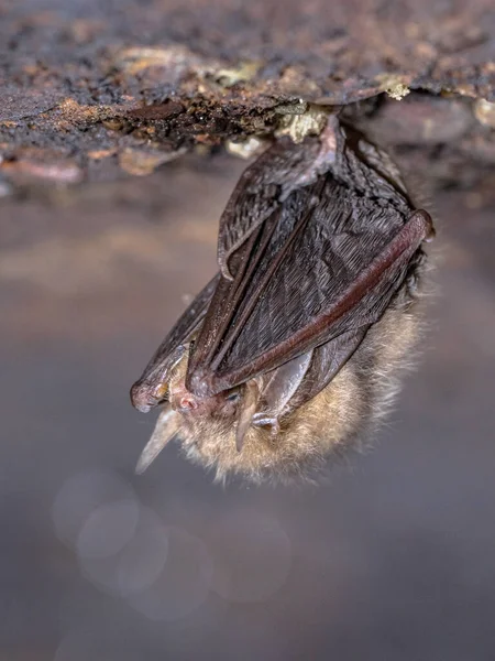 Typowa Długouszna Nietoperz Plecotus Auritus Hibernujący Suficie Podziemnego Bunkra Holandii — Zdjęcie stockowe