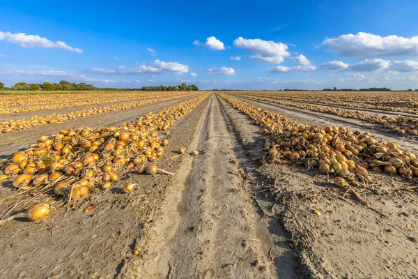 Filas Cebollas Cosechan Secado Sol Campo Provincia Groningen Países Bajos —  Fotos de Stock