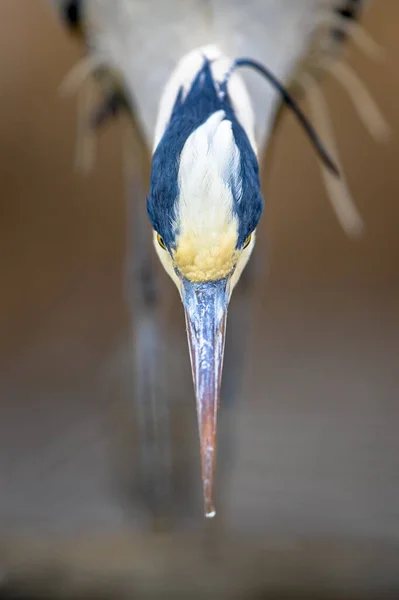 Retrato Garça Cinzenta Ardea Cinerea Caçando Lago Csaj Parque Nacional — Fotografia de Stock