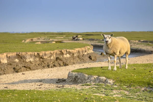 オランダ フリースラントのアマランド島の自然蛇行排水システムを持つ干潟 — ストック写真