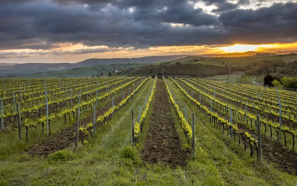 Vinhedo Colinas Nebulosas Asciano Chiusure Toscana Itália Abril — Fotografia de Stock