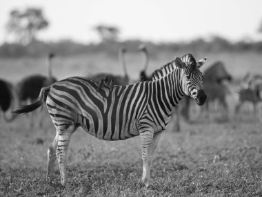 Zebra (Equus quagga), Kruger Ulusal Parkı 'nın çalılık savanasında siyah-beyaz Güney Afrika' da yiyecek arıyor.