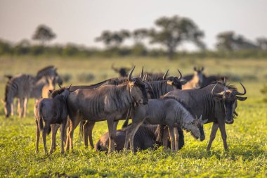 Mavi Antilop veya Brindled Gnu (Connochaetes taurinus) sürüsü günbatımında Mooiplaas nehir yatağında Kruger ulusal parkının çalılık ovasında otlar.