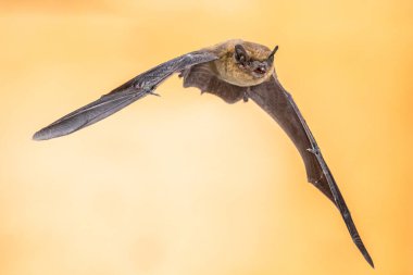 Uçan Pipistrelle yarasası (Pipistrellus pipistrellus) kahverengi arka planda avlanan hayvanın aksiyon çekimi. Bu tür, Avrupa ve Asya 'nın kentsel bölgelerinde tünediği ve yaşadığı bilinmektedir..