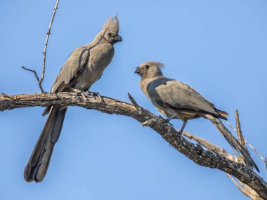 Gri uğurlama kuşu (Corythaixoides concolor) ya da Güney Afrika Kruger Ulusal Parkı 'ndaki şubede Lourie kuş çifti flörtü