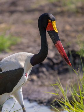 Ephippiorhynchus senegalensis) Güney Afrika 'daki Kruger Ulusal Parkı' nda çamurlu gölette yüzer.