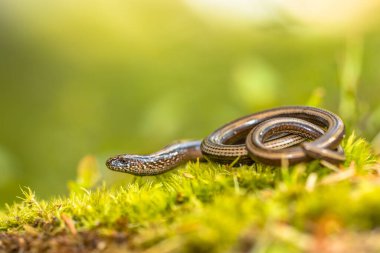 İtalya 'nın Dolomitler ormanında yosun üzerinde yavaş solucan (Anguis fragilis)